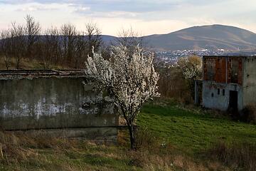 FRIEDENFLECHTEN: THE DIVIDED CITY OF MITROVICA